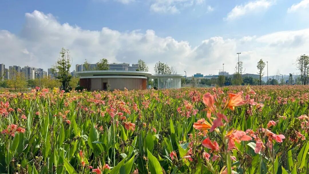 环保动态:污水如何变废为宝?成都骑龙中水湿地助力美丽中国建设(2) 图片